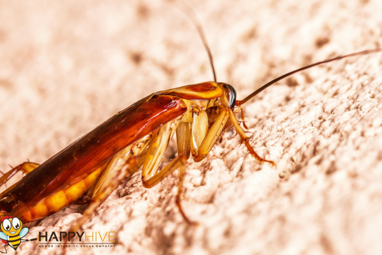 cockroach