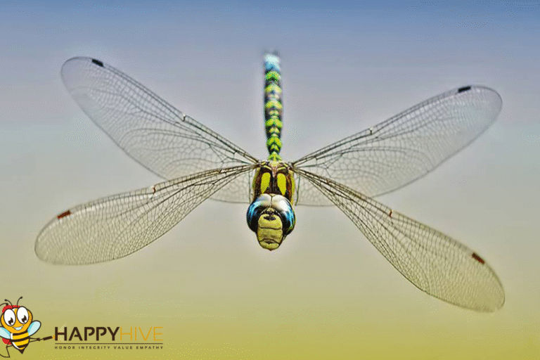 dragon fly