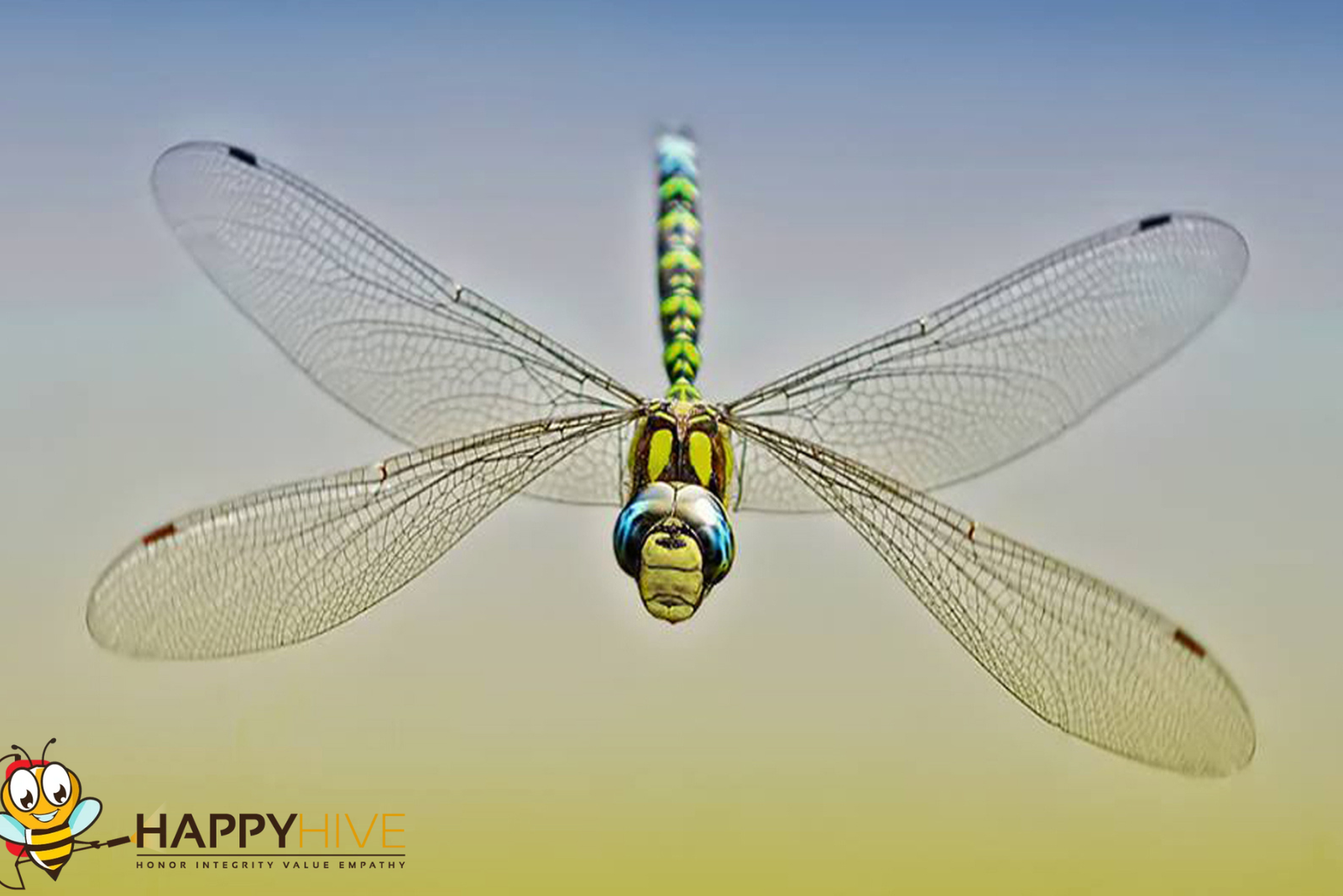 dragon fly
