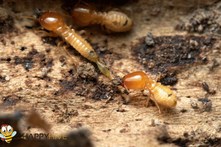termite