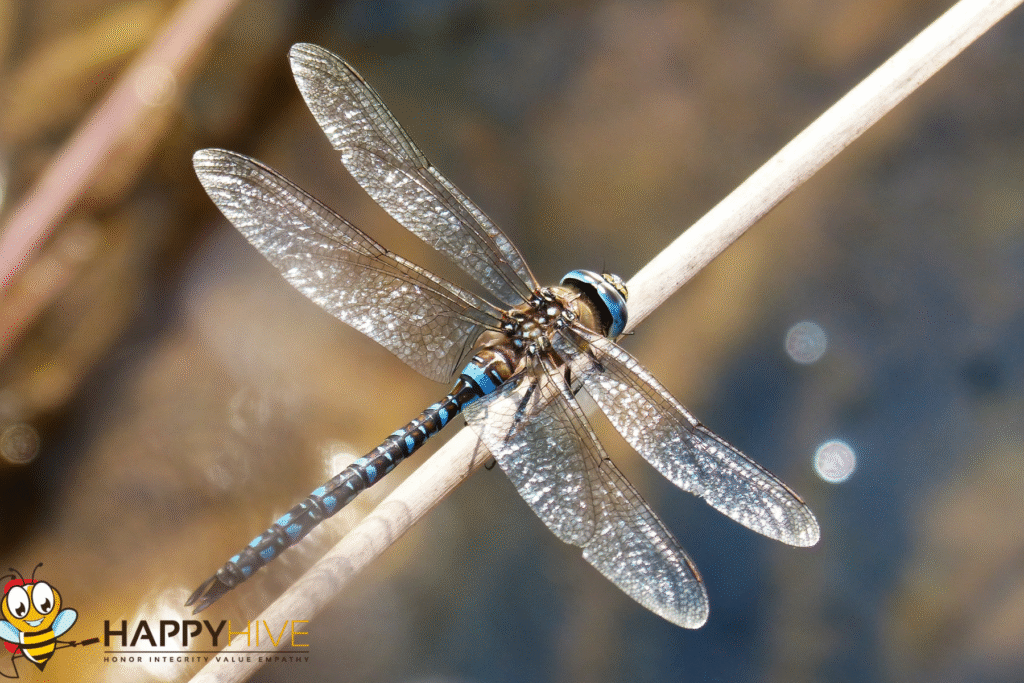 dragon fly
