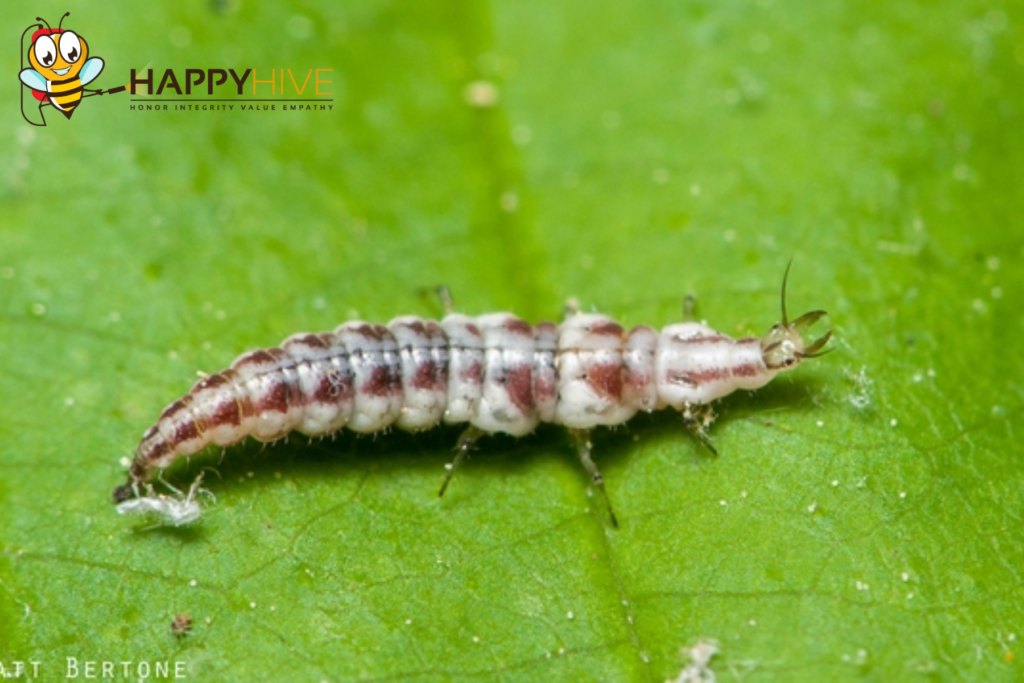 pest control