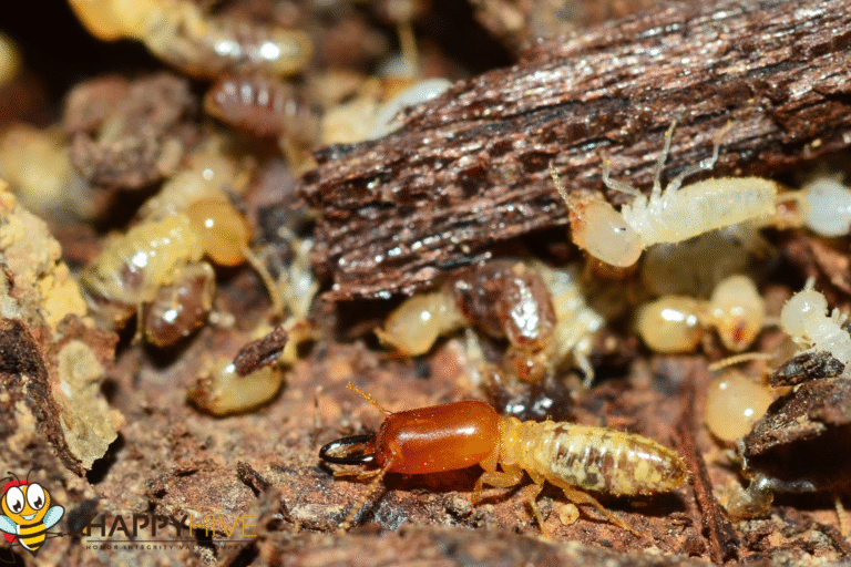 termite