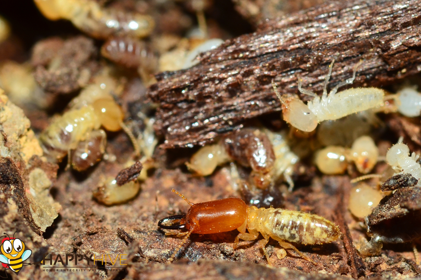 termite