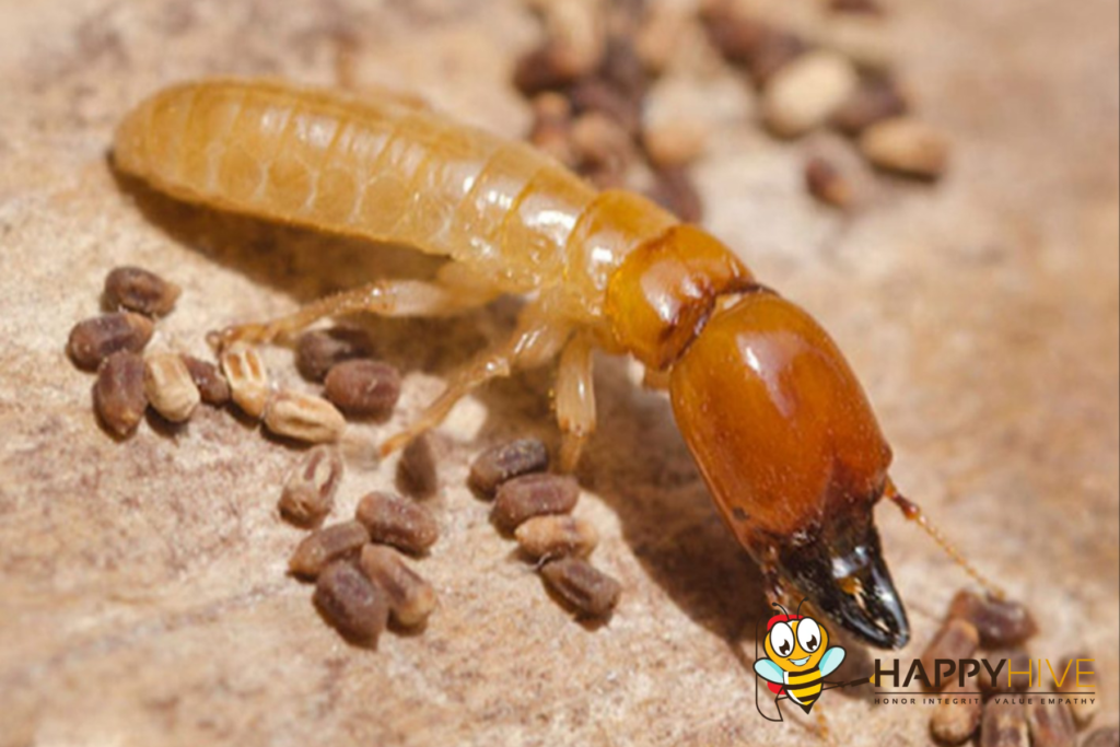 pest control