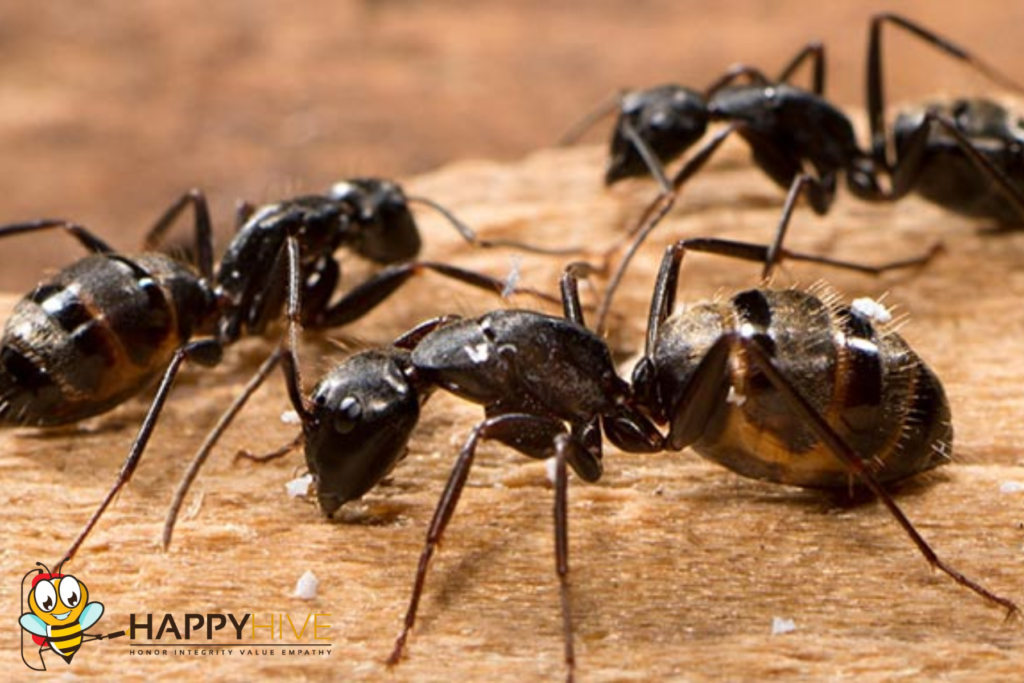 pest control