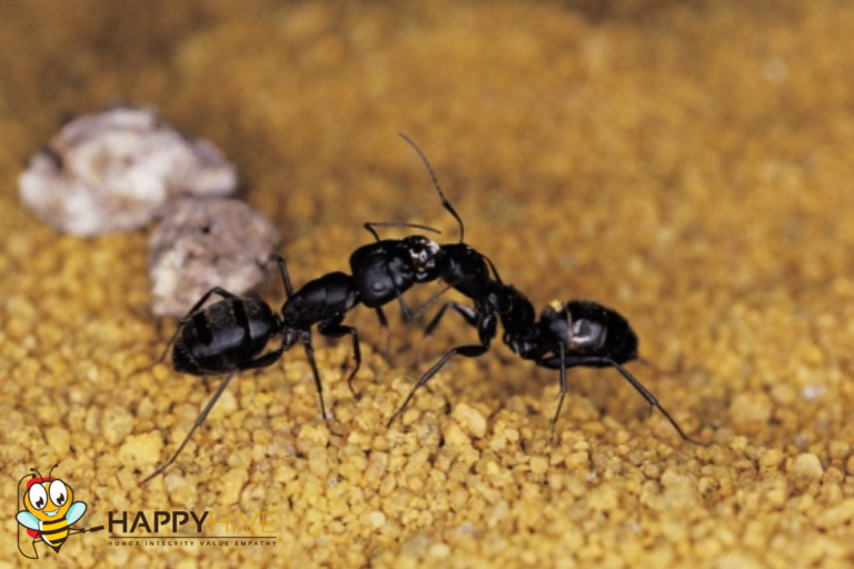 pest control