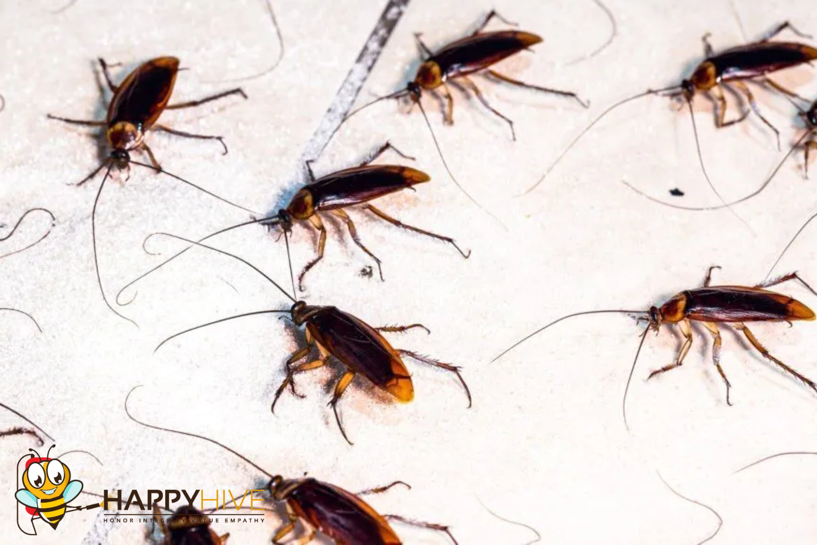 pest control