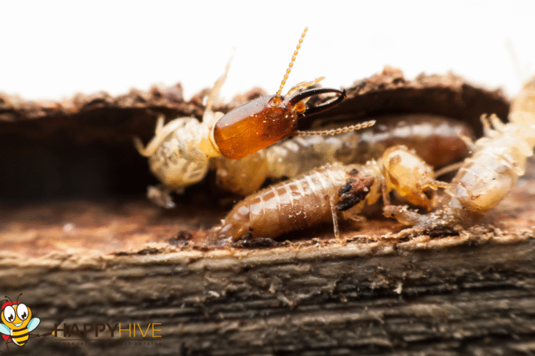 termite