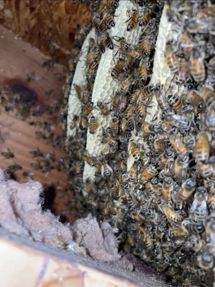 exterminators goshen oh