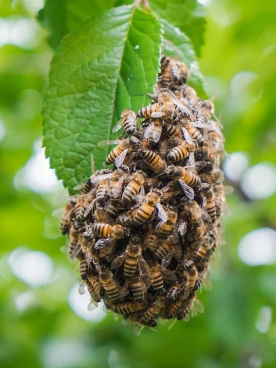 wilder pest control