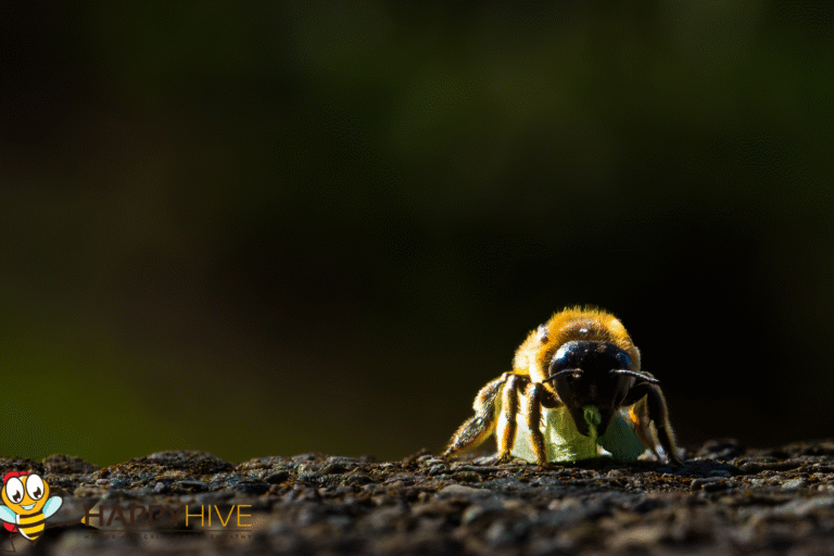 bee