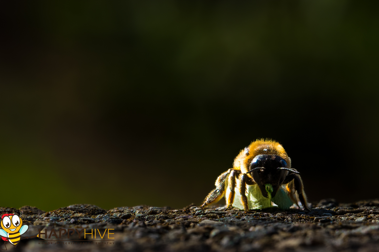 bee