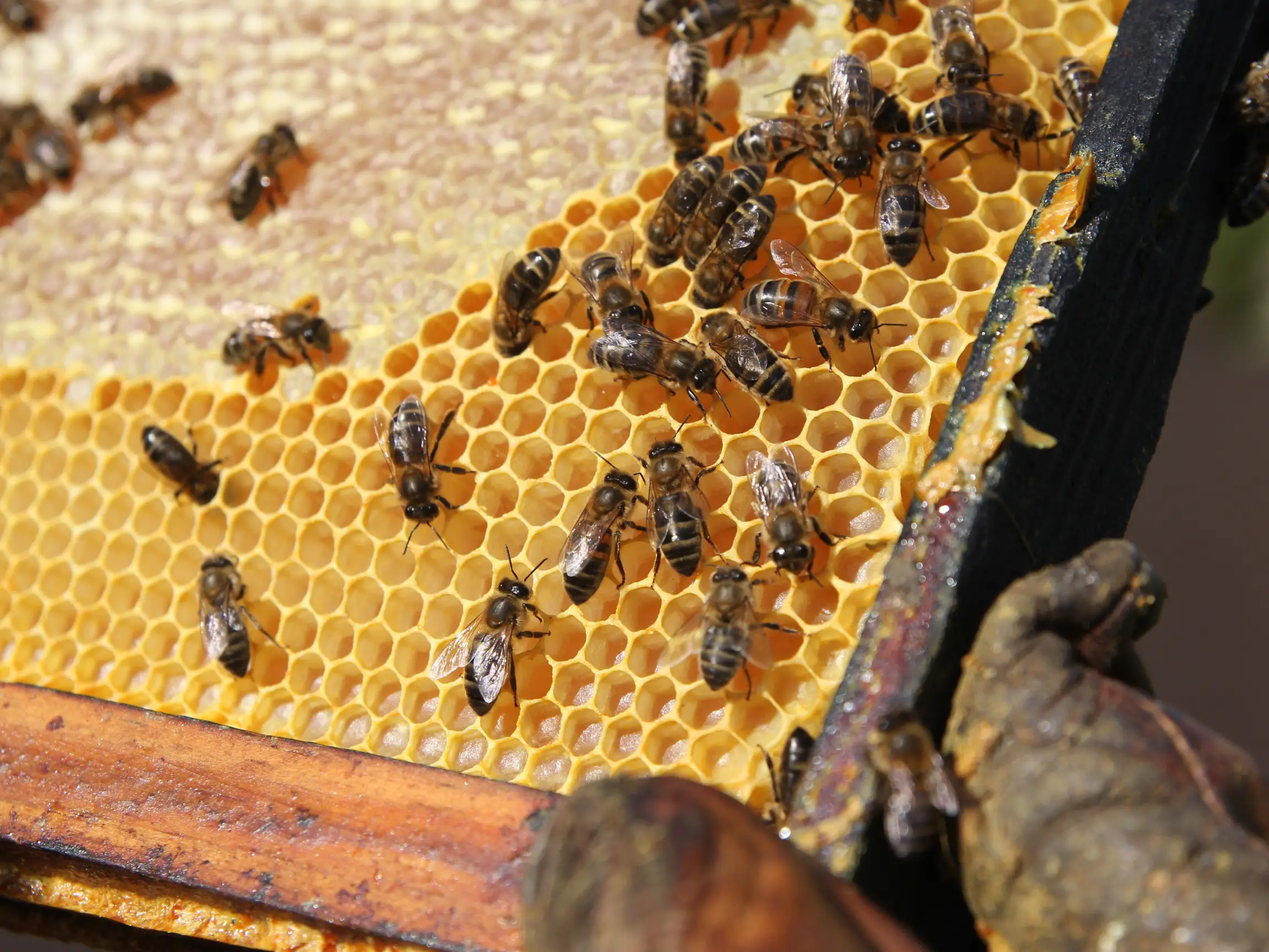 Cold Spring Pest Control