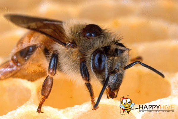 pest control maineville oh