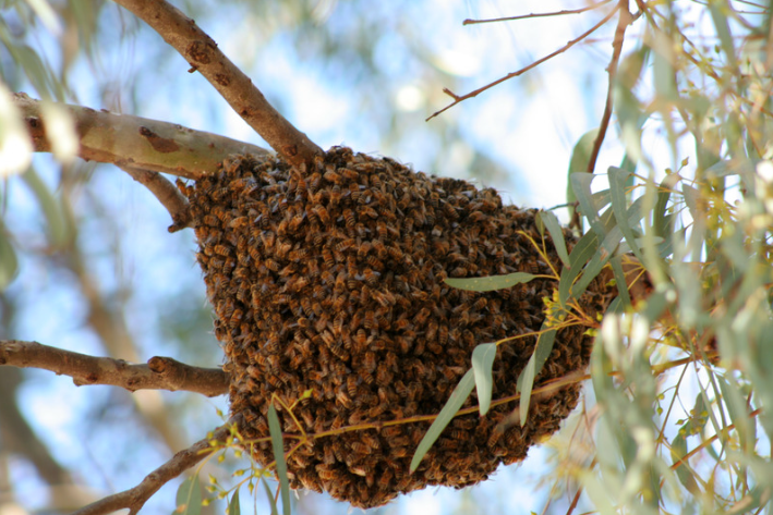 wilder pest control