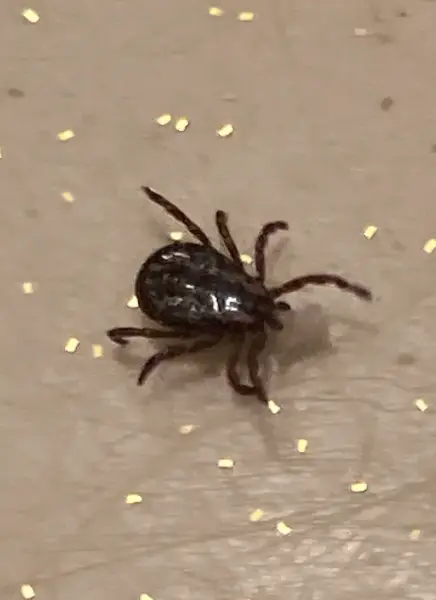 Mt Orab exterminator