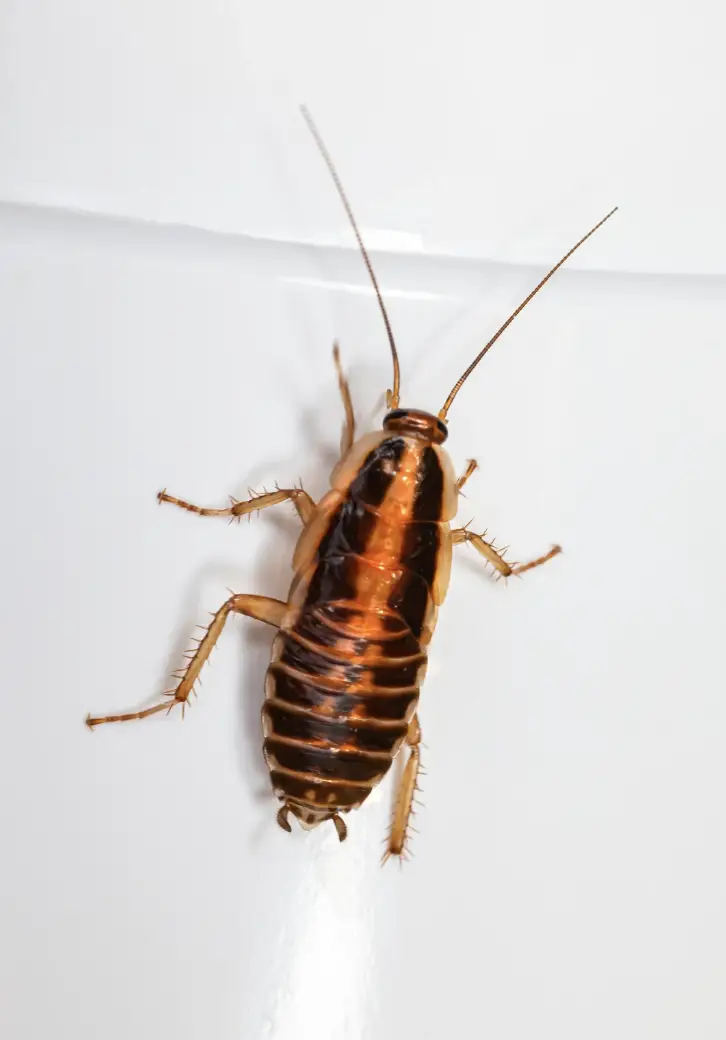 pest control Mt Orab OH