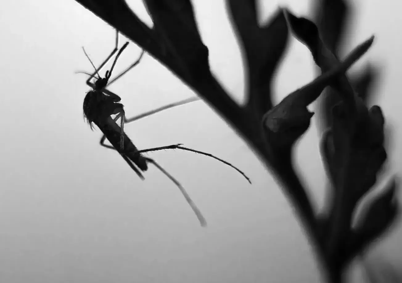 pest control covington ky