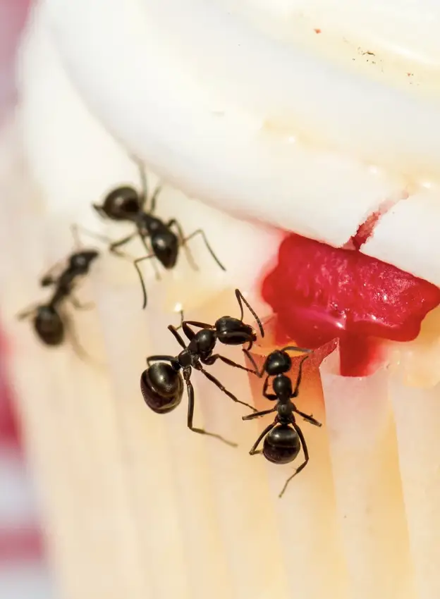 ants control