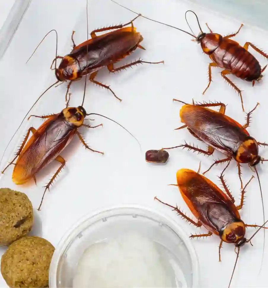 Cockroach Control