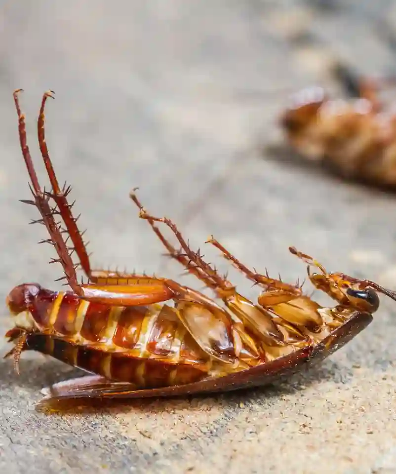 Cockroach Control