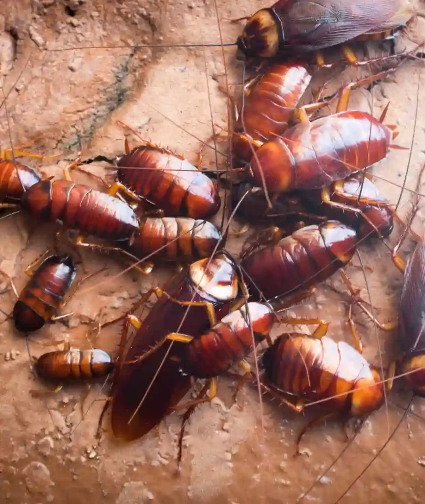 Cockroach exterminator
