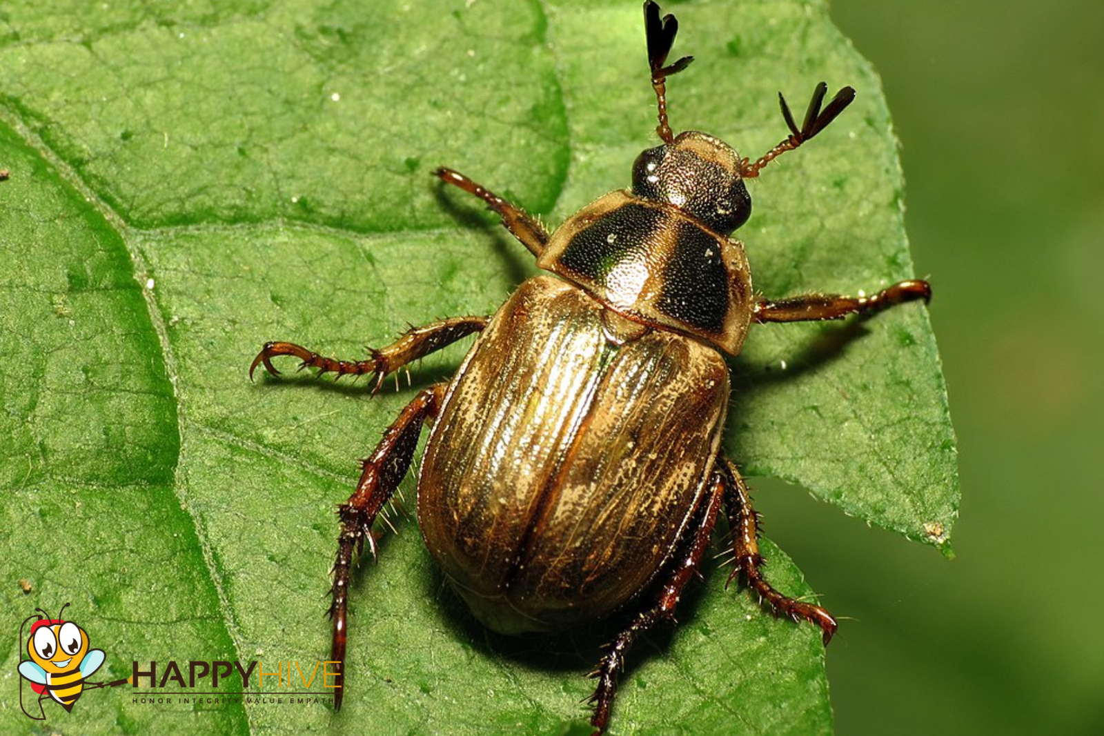 beetle