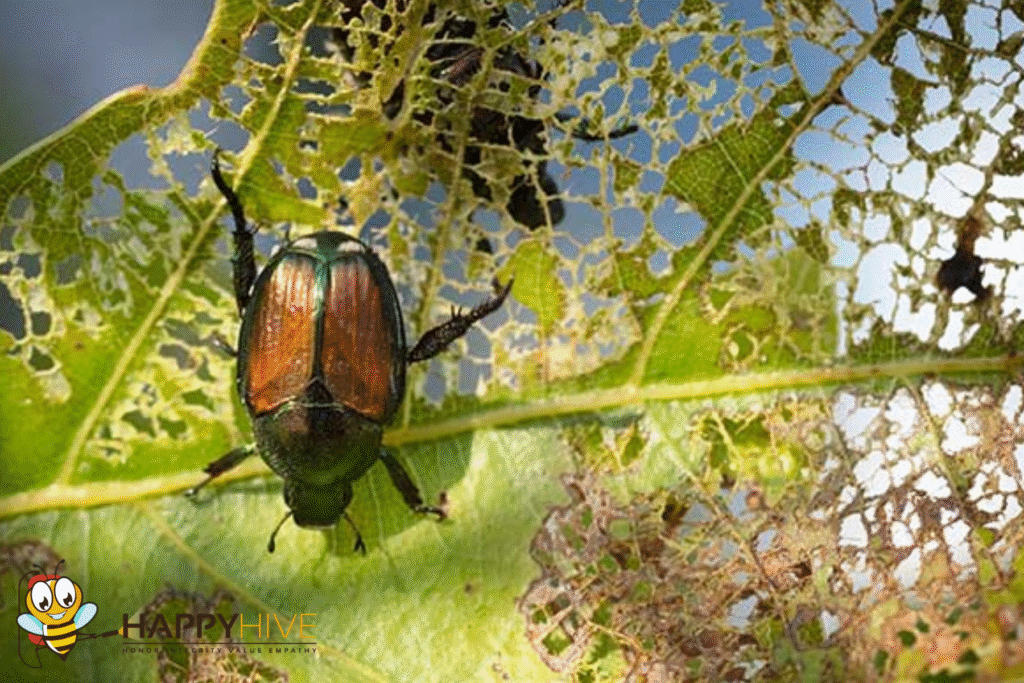 beetle