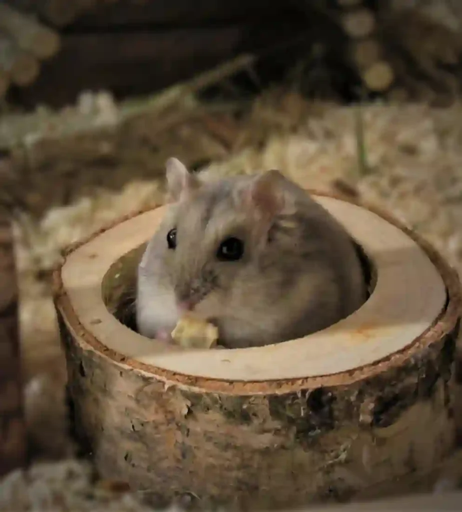 rodents control