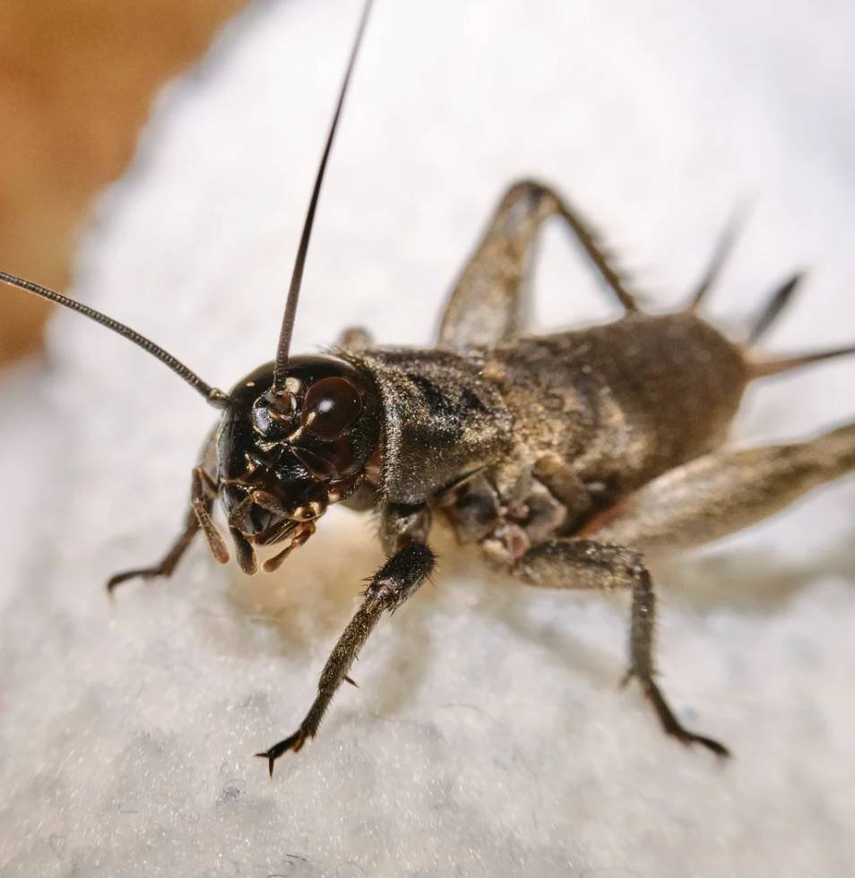 crickets control
