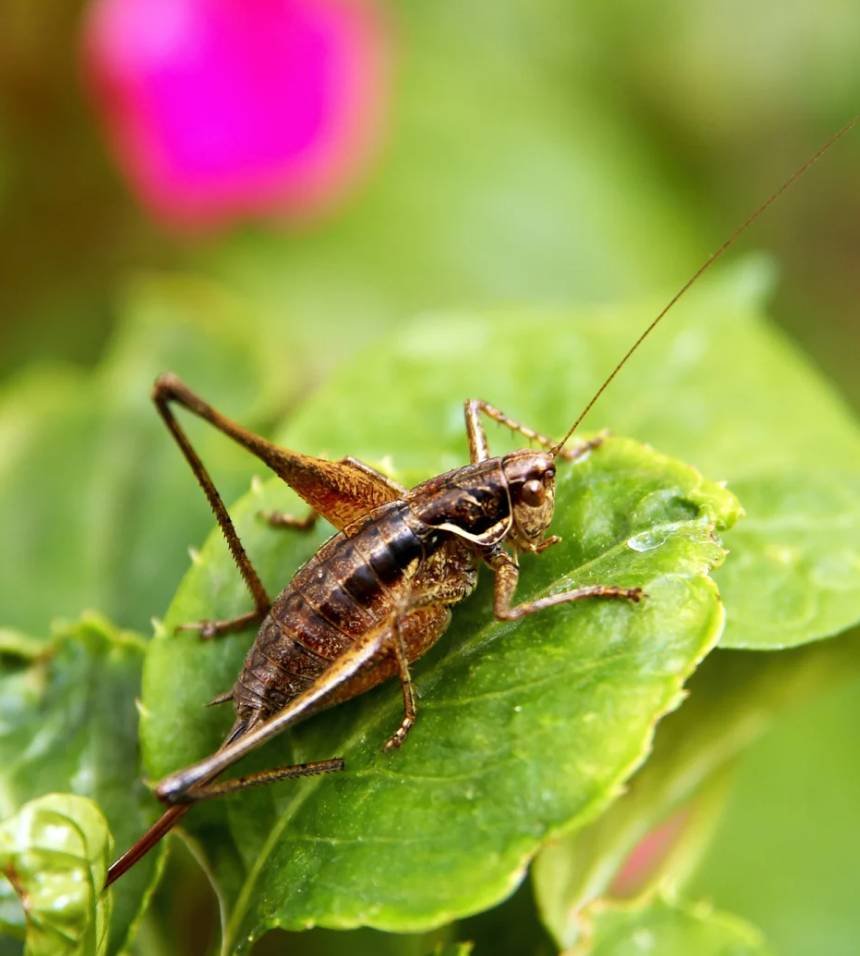 crickets removal