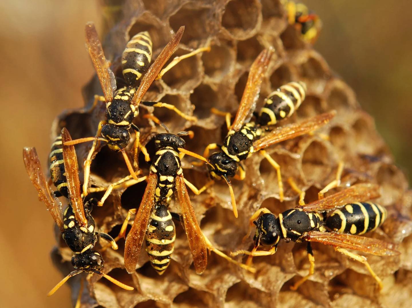 wasps control
