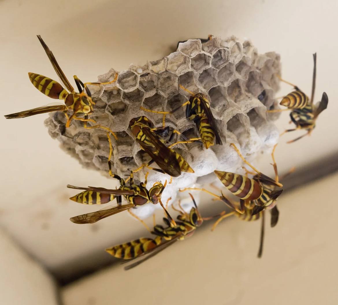 wasps removal