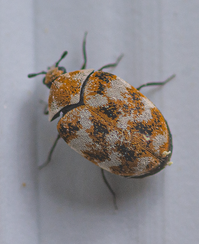 Carpet Beetles removal