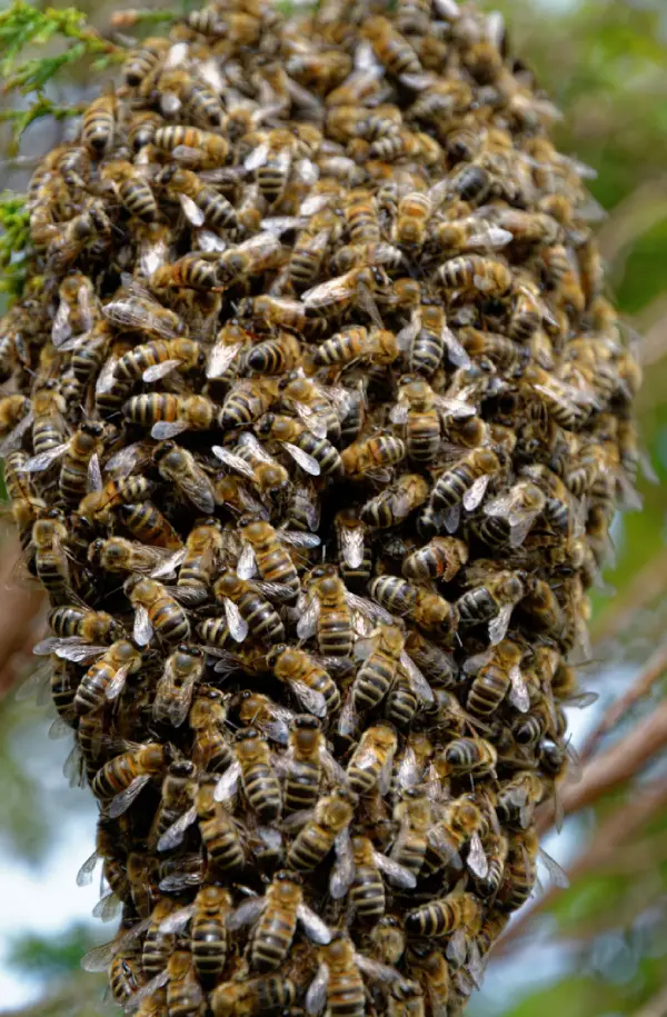 maineville pest control