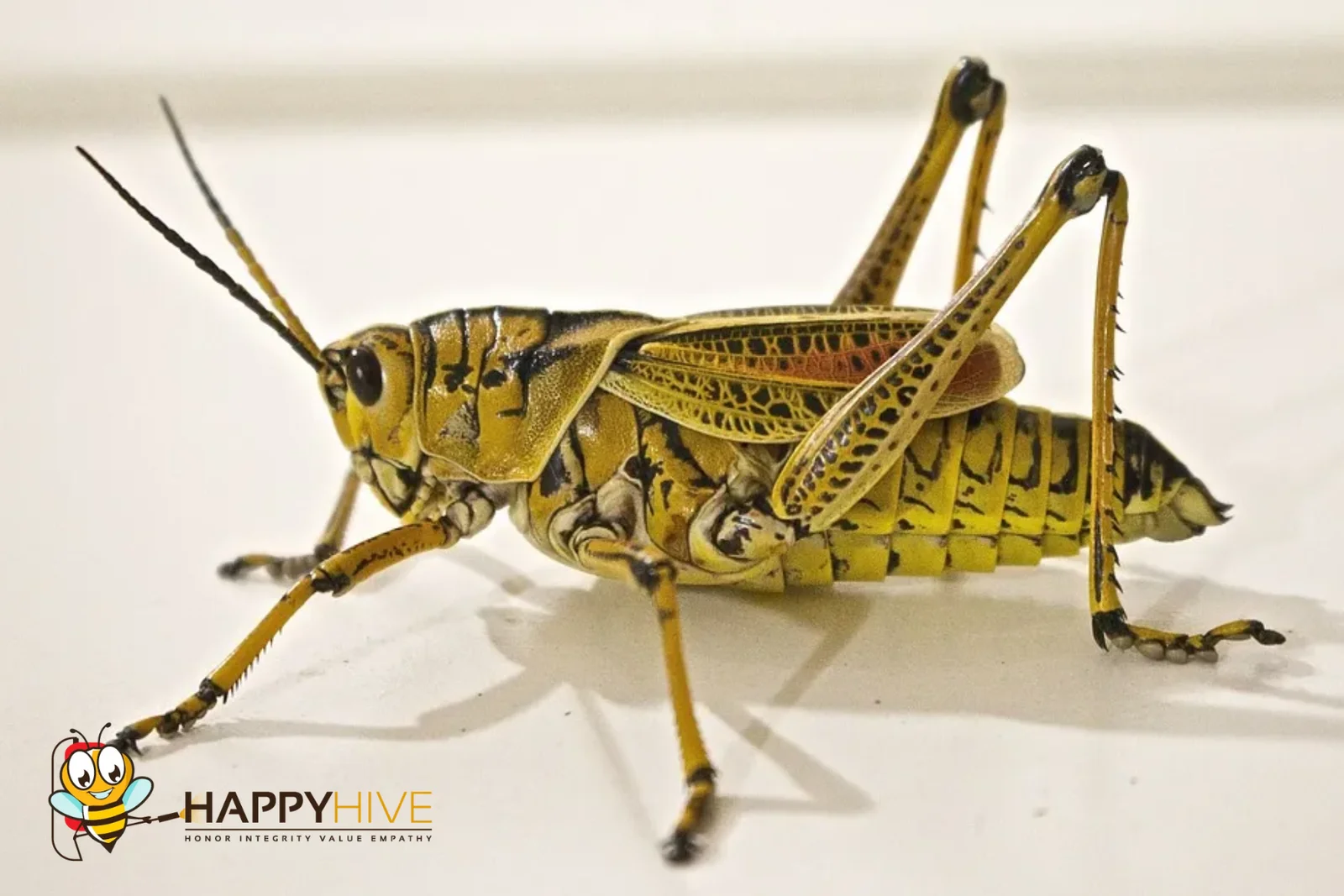 pest control maineville oh