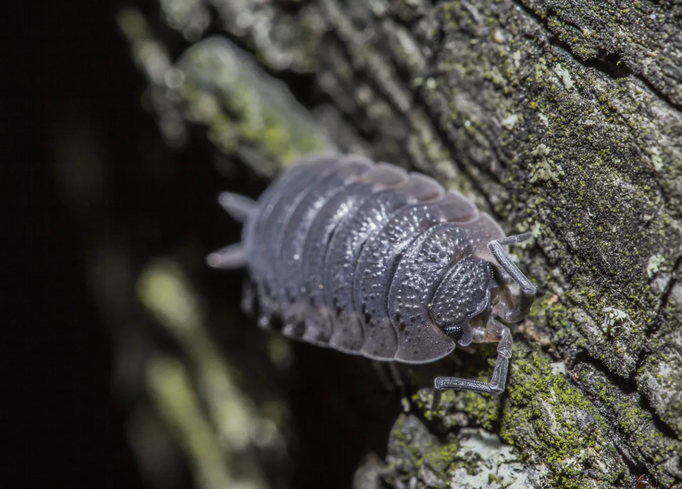 Preventing Occasional Invaders_