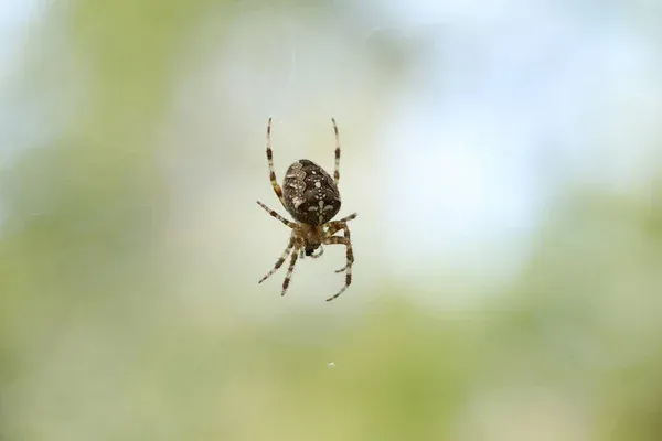 Preventing Spiders