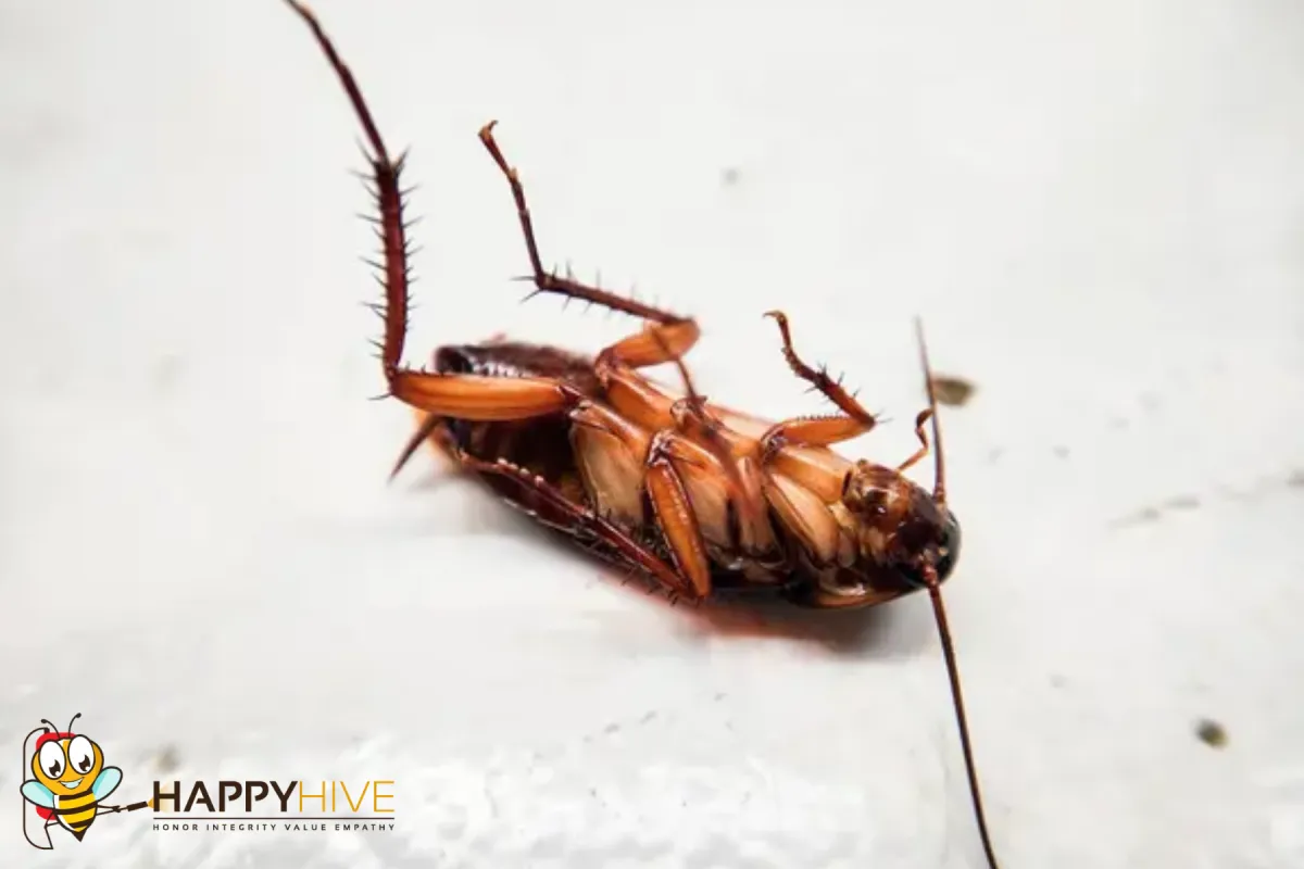 cockroach