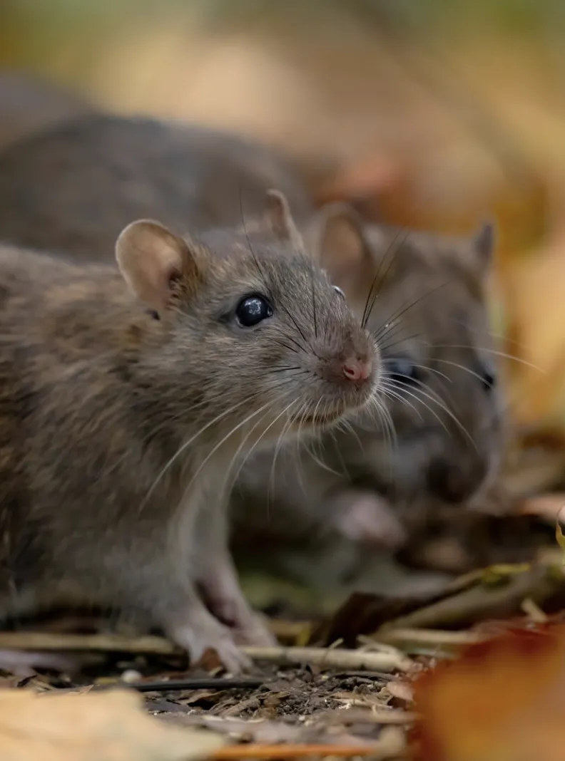 Cincinnati OH HiveGuard Rodent Defense