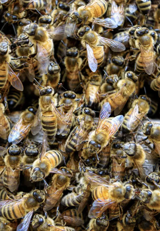 Pest Control service in New Richmond OH
