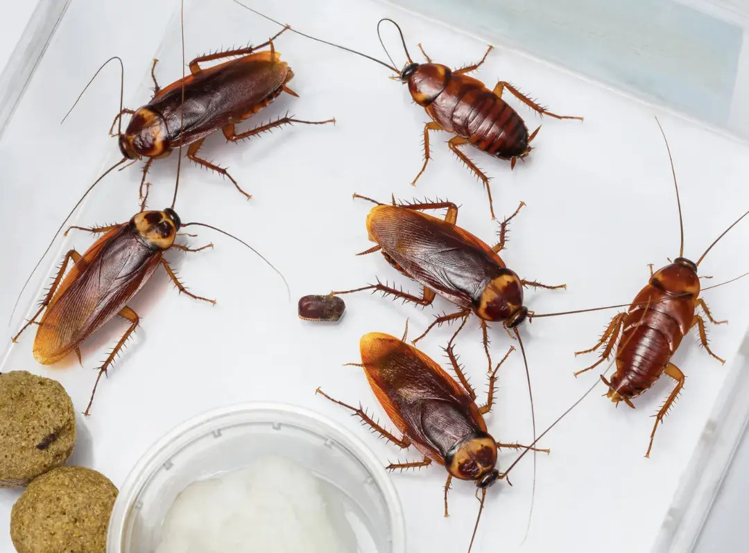 extermination in New Richmond OH