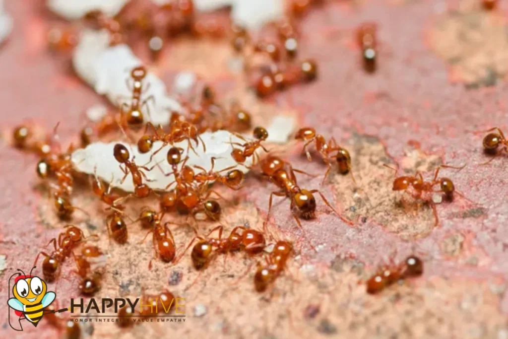 ants