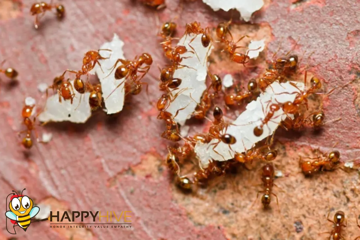 fire ants