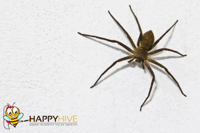 spider