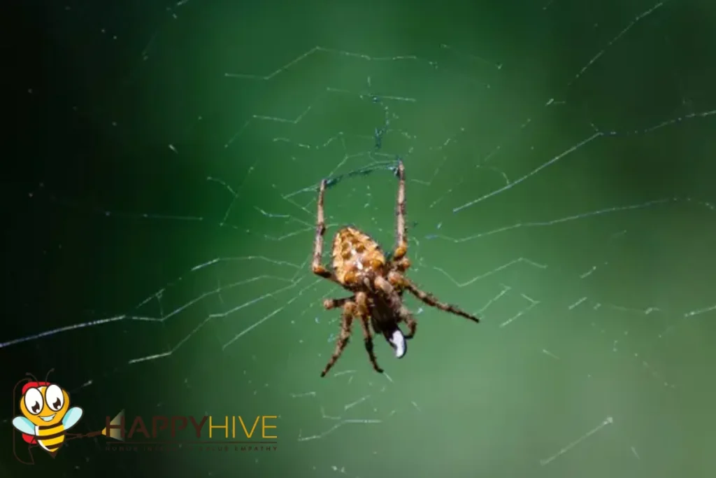 spider web