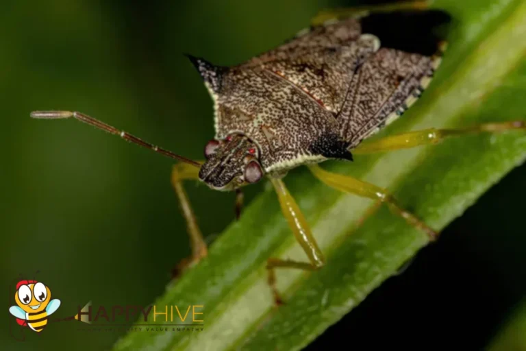 stink bug