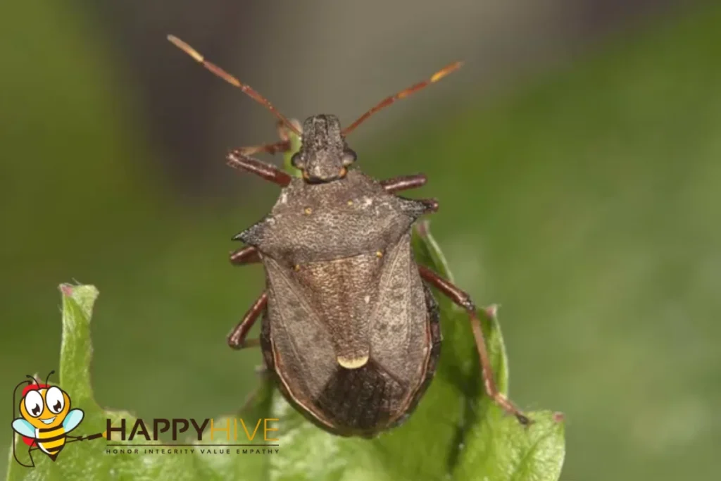 stink bug