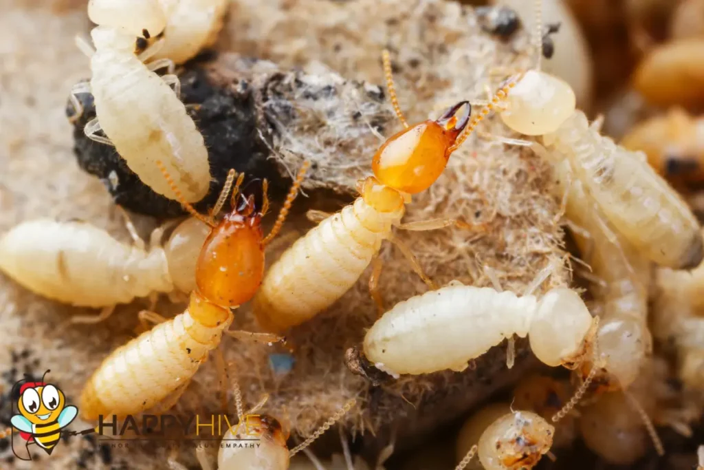 termites
